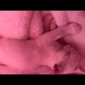 Meet your Posher, Alexia